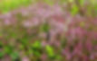 DSCN4799_edited.jpg