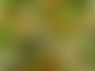 טאבולה קינואה עם גולדן ברי