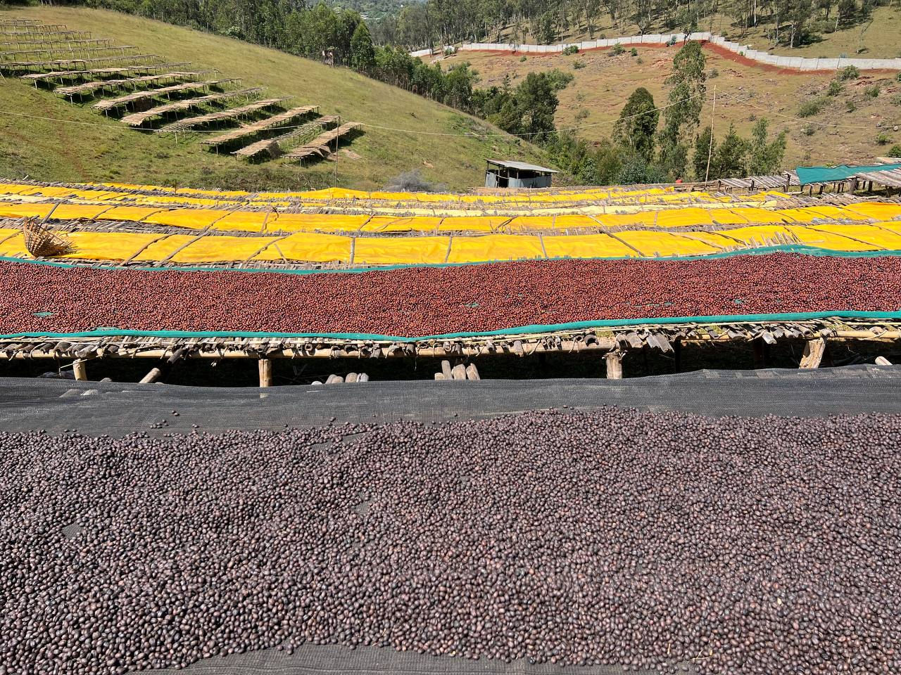 Bombe, café arabica nature d'Ethiopie