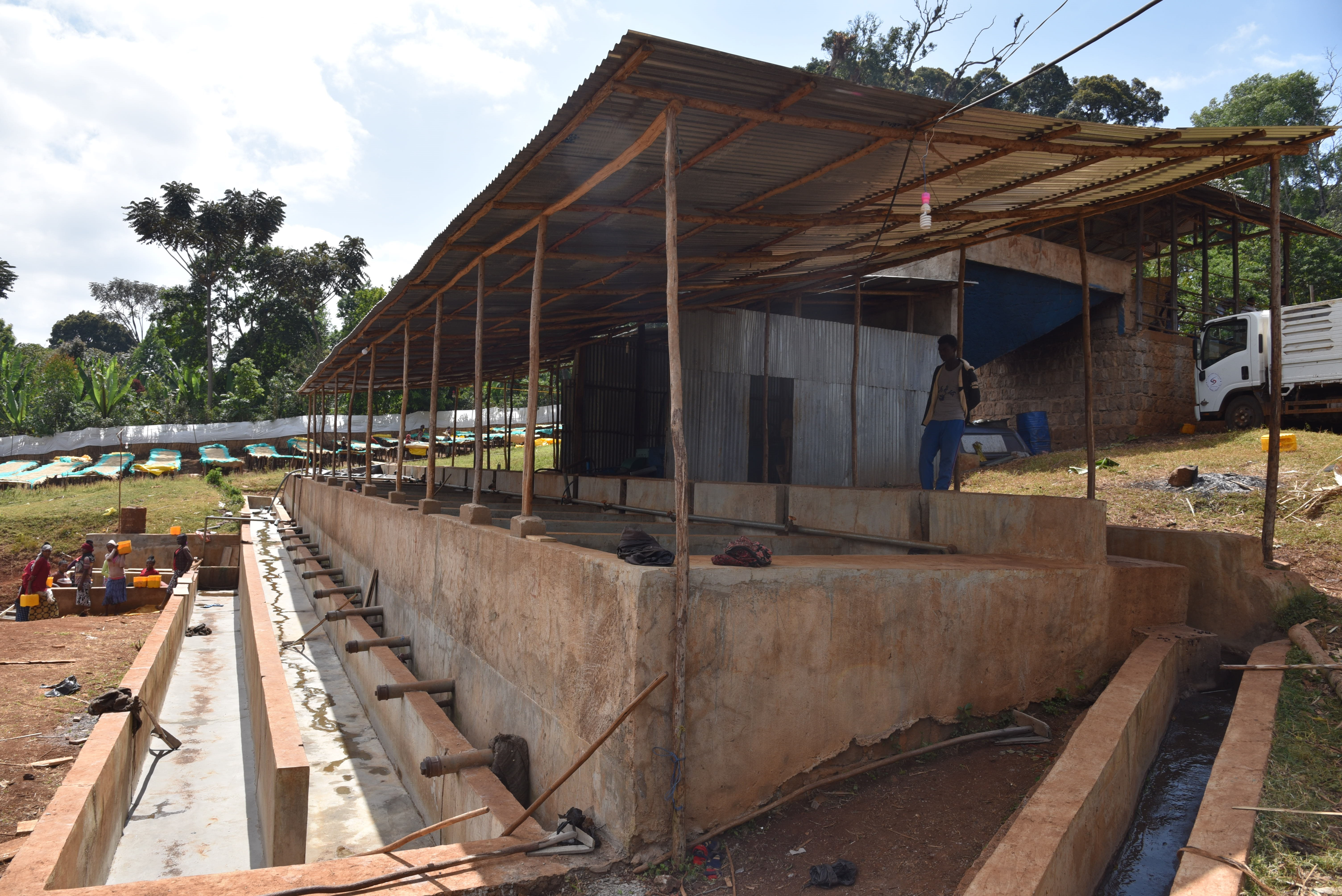 Nensebo, café arabica lavé d'Ethiopie