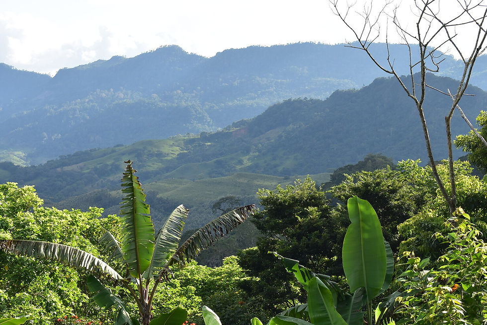 Paysage de plantation Finca Renacer de FinCafé