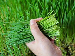wheatgrass5.png