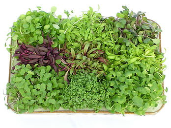 Micro-Greens-Sampler.jpg