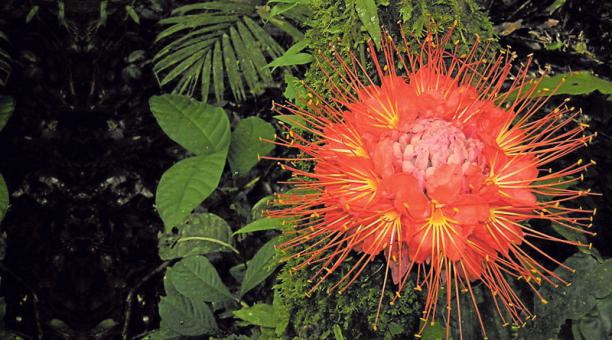 View Amazonia Del Ecuador Flora Y Fauna Images