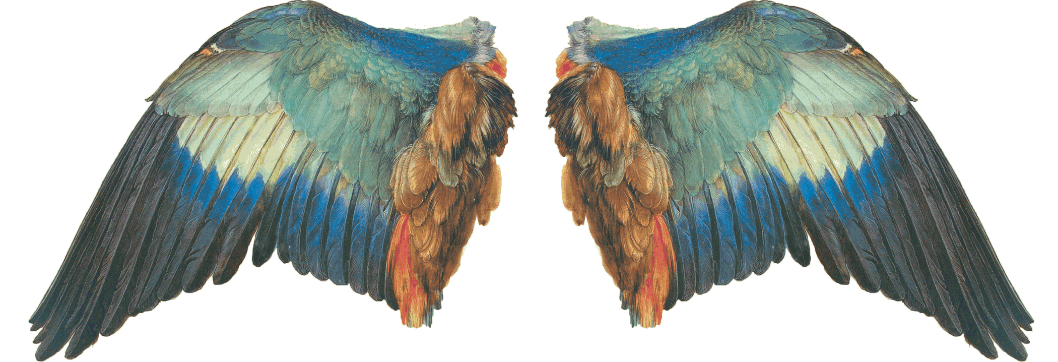 "Wing of a Blue Roller," a painting by Albrecht Durer