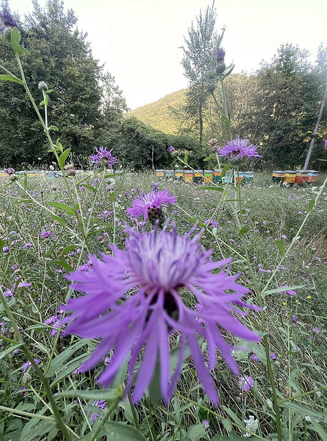 TRESANA toscana.jpg