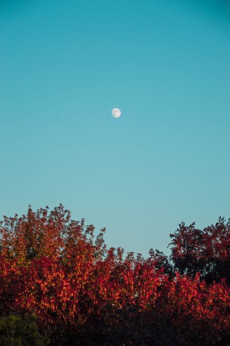 La Madeleine, Hauts-de-France