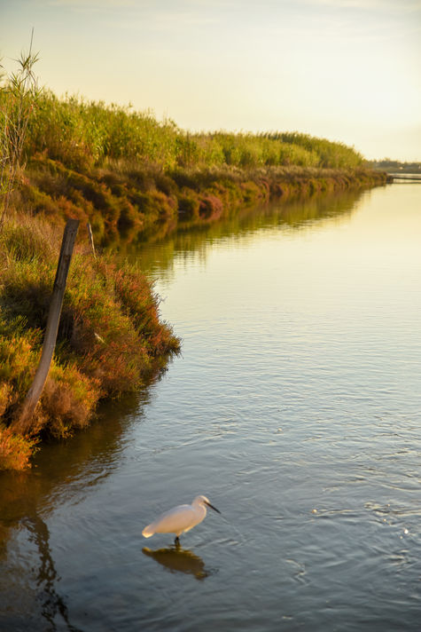 Villeneuve-les-Maguelone, Occitanie