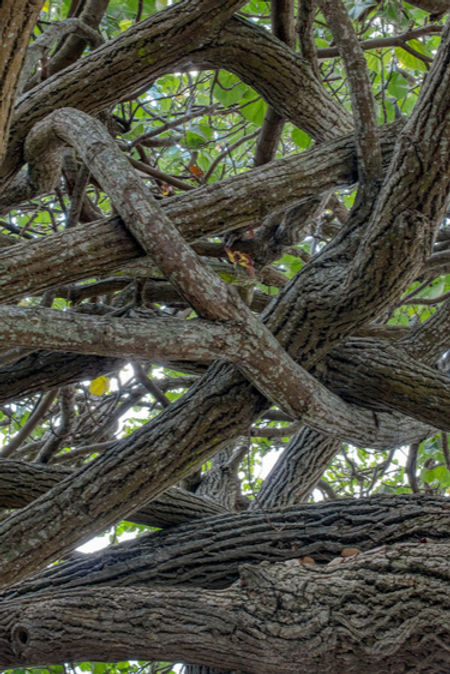 mangled branches (process)_edited.jpg
