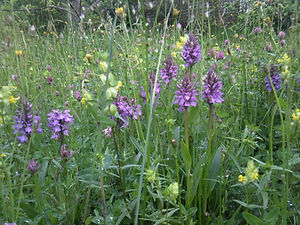 Nic's orchard grassland at home 2012.jpg
