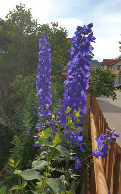 200708 Wanderung Rötenbachschlucht - Wut