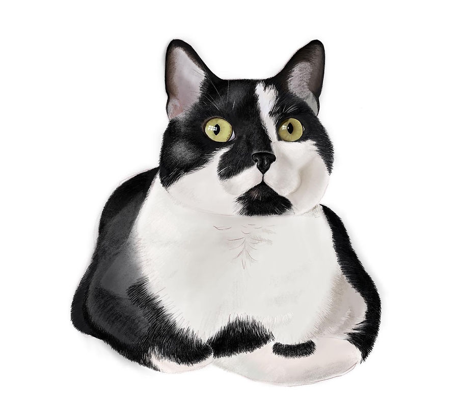 Illustration of a black and white cat, with yellow-green eyes, sitting with front legs crossed underneath her.