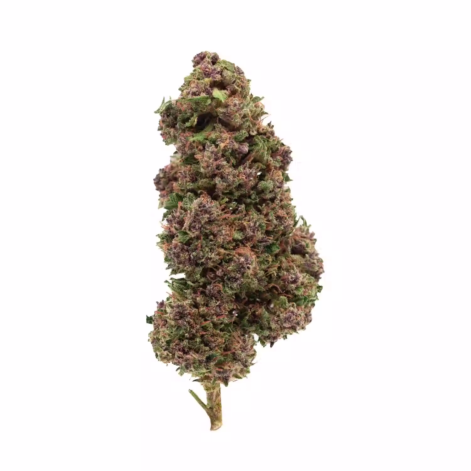PURPLE Fleur