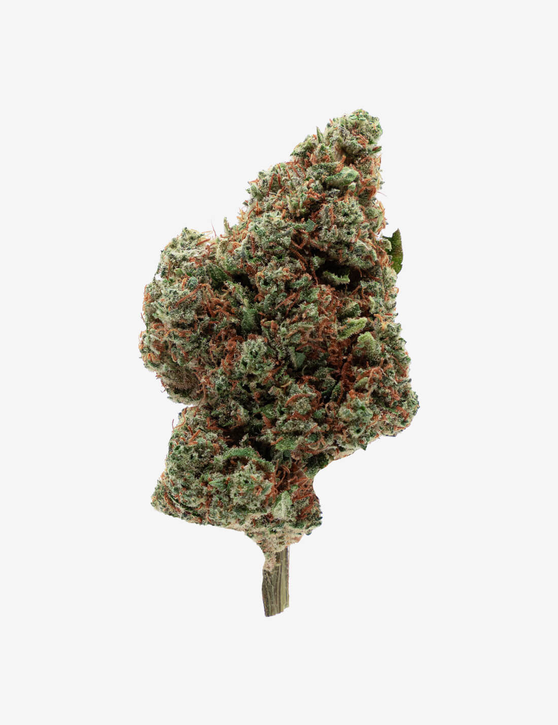 JAMAICAN Fleur