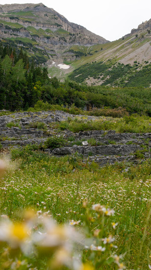More wildflowers along Mount Timpanogos Trail.