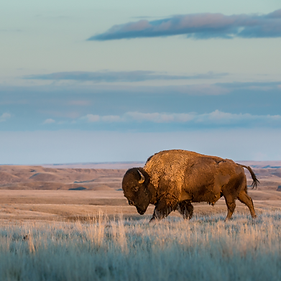 Image of American buffalo/bison walking on grass during sunset