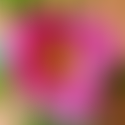 Peonies (A Grateful Mom)