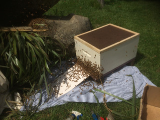 A Bee of a Day