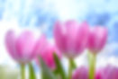 pink-tulip-flowers-under-white-clouds-blue-skies-at-daytime-1019475.jpg