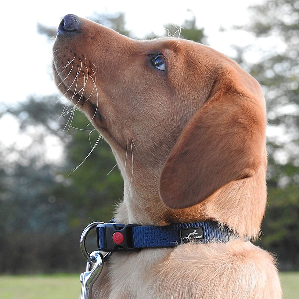 Thumbnail: Miro & Makauri Belay Nylon Safety Dog Collars