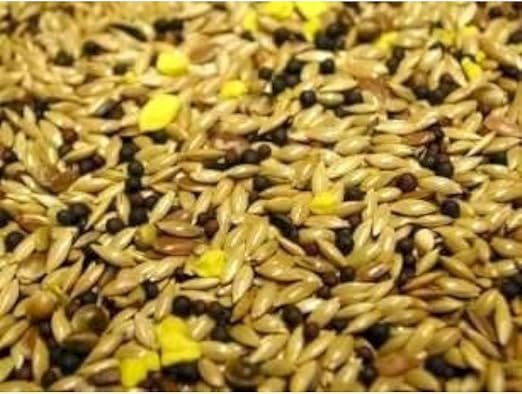 Canary with Yellow Biscuit