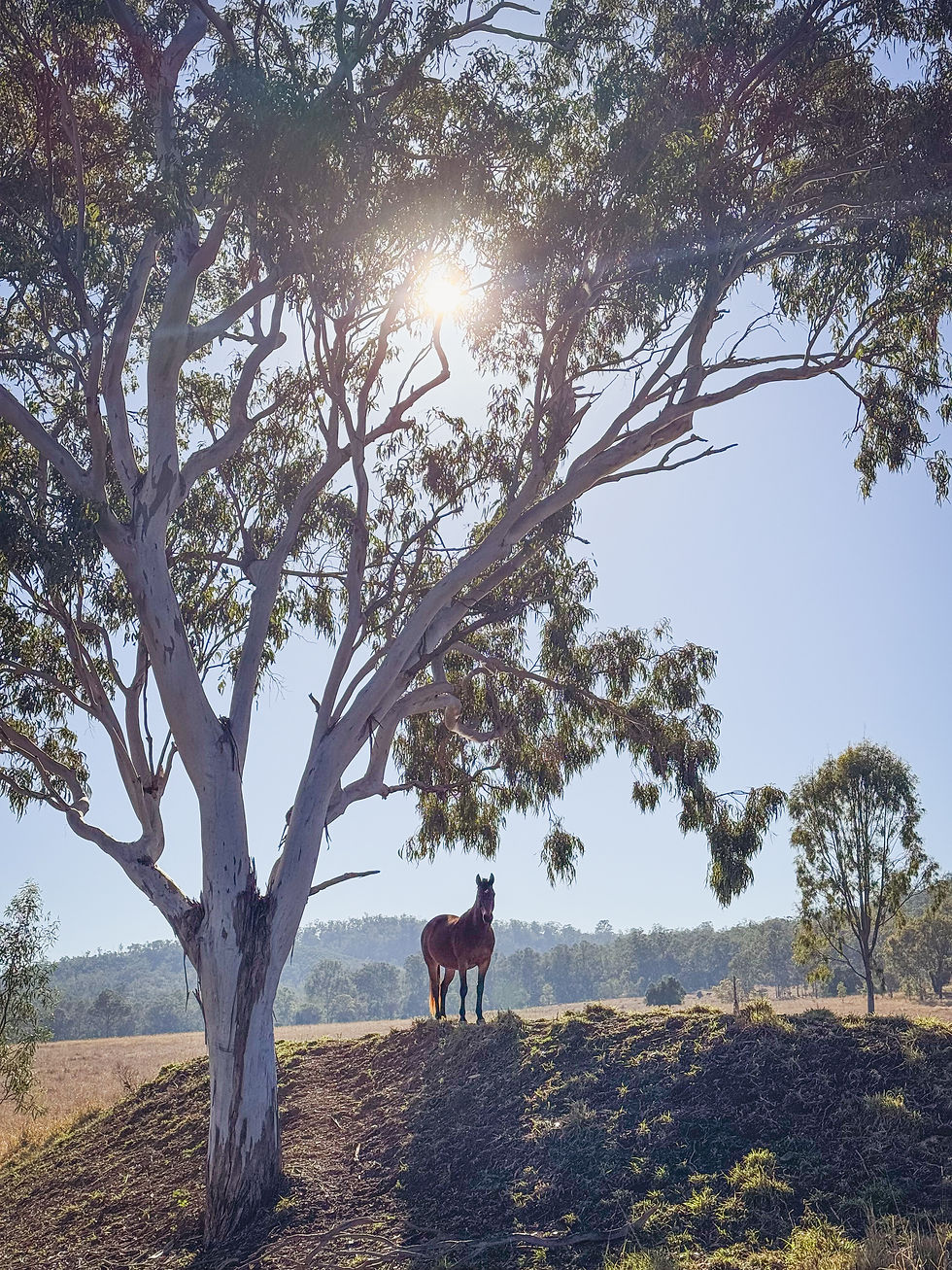 I can't complain about the cold mornings when they're this serene!