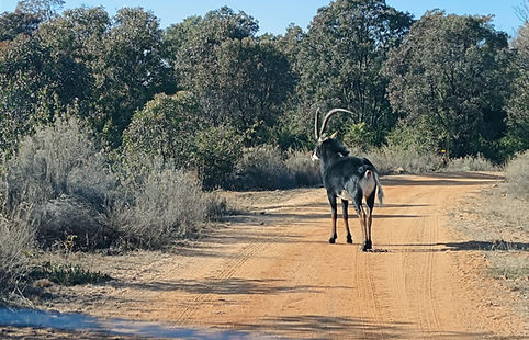 NectarGameLodgewildlife2