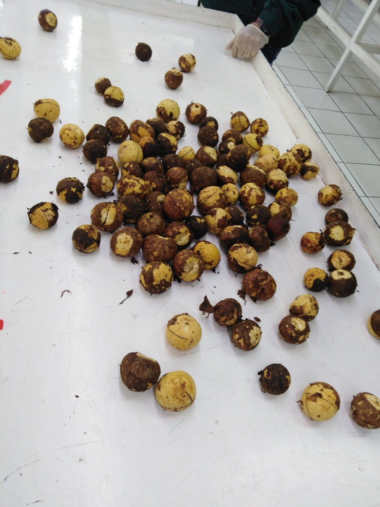 Chile, West indian AVO seeds imports. 2019