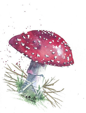 mushroom_red.jpeg