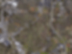 Hopping on Map2.gif