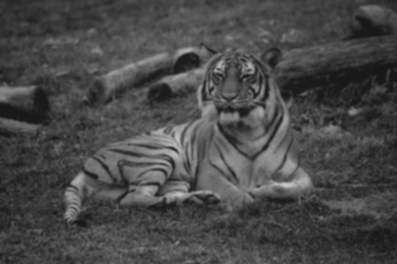 Tiger2