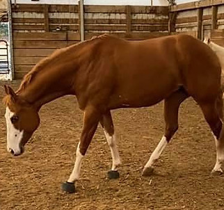 Picture of Reagen.jpg