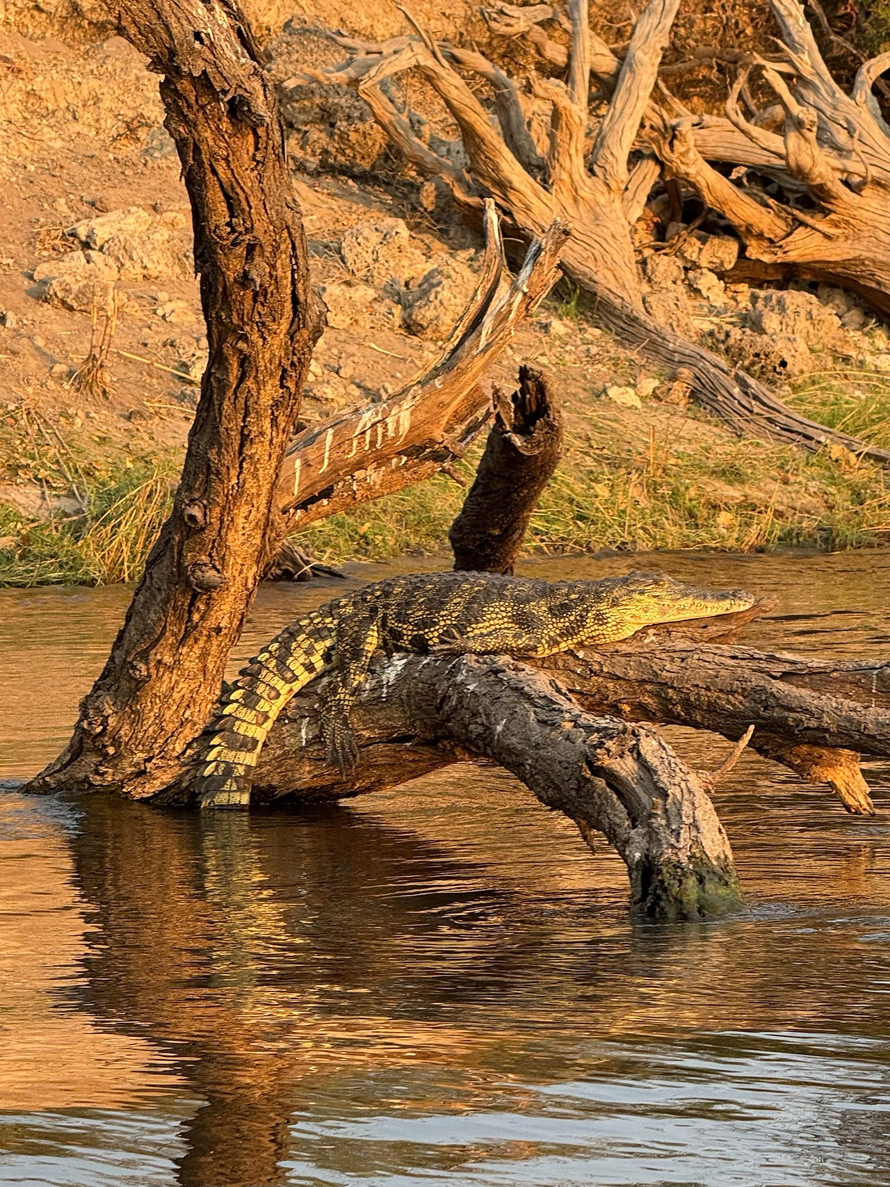 crocodile Okavango Delta