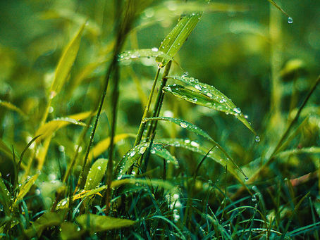 Managing Your Wet Lawn