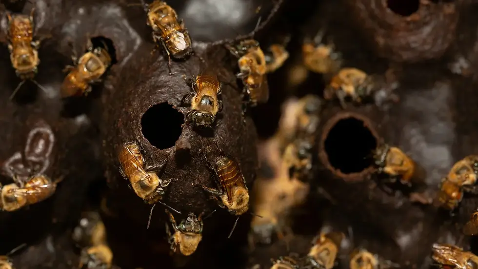 Porqué los Mayas consideraban a la abeja, Xnáan Canaan como Sagrada?