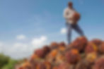 worker in campeche oil