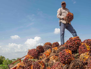Investing in Green Growth: How Palma Real del Suroeste and GK Global Are Transforming Palm Oil Production in Campeche, Mexico
