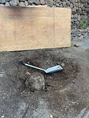 Stump grinding in Truckee and Santa Rosa
