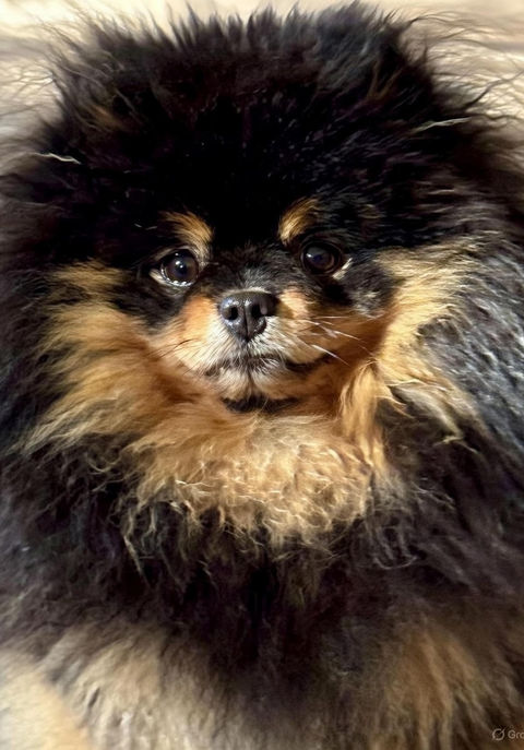AKC black and tan Pomeranian named Muppet looking stunning with a fluffy coat and sweet expression