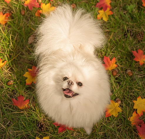 AKC Wolf Sable Pomeranian Playing in the grass on a fall day wanting to be picked up