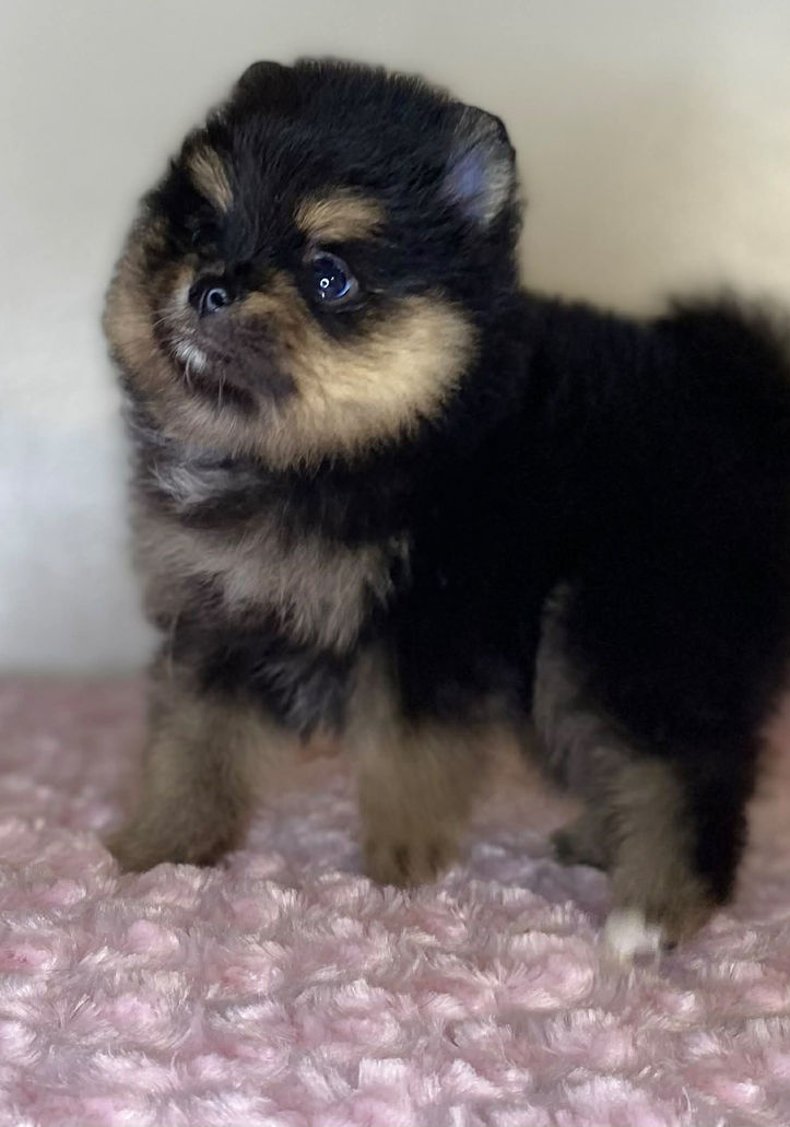 AKC black and tan Pomeranian Dream posing for a glamorous photo with fluffy coat