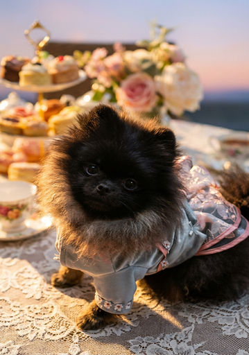 AKC black and tan Pomeranian Nam Nam having a tea party