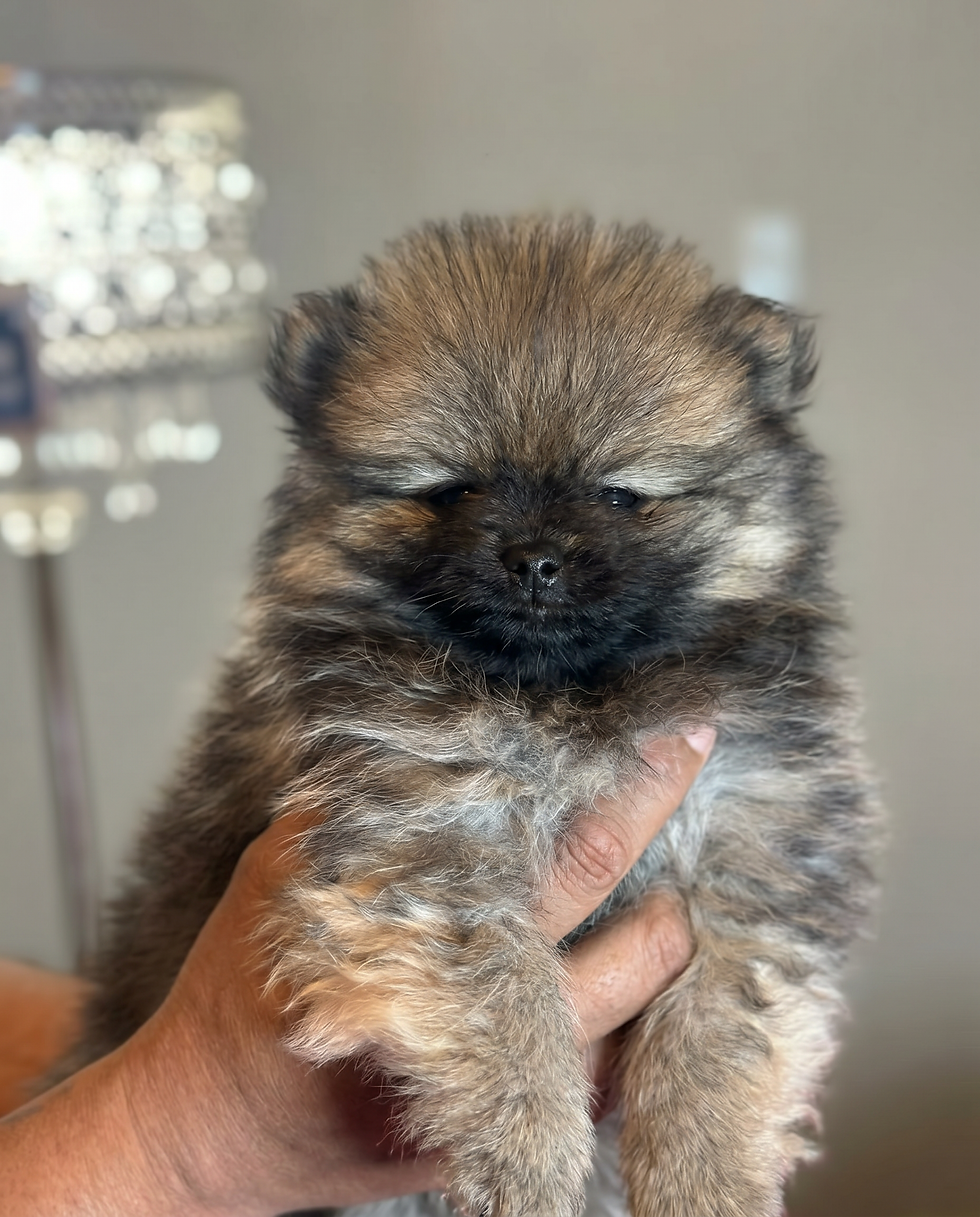 Thumbnail: Lola (female)