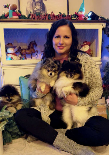 Woman with AKC Pomeranian puppies at Christmas time.
