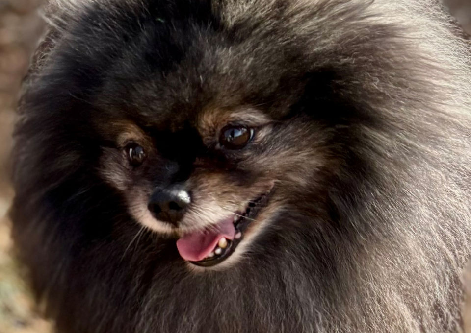 AKC wolf sable Pomeranian posing outdoors in perfect natural lighting
