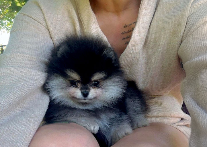 AKC black and tan Pomeranian Symphony relaxing on a hammock with her owner listening to music