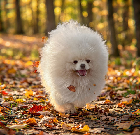 AKC white Pomeranian King Ransom enjoying a fall day outdoors