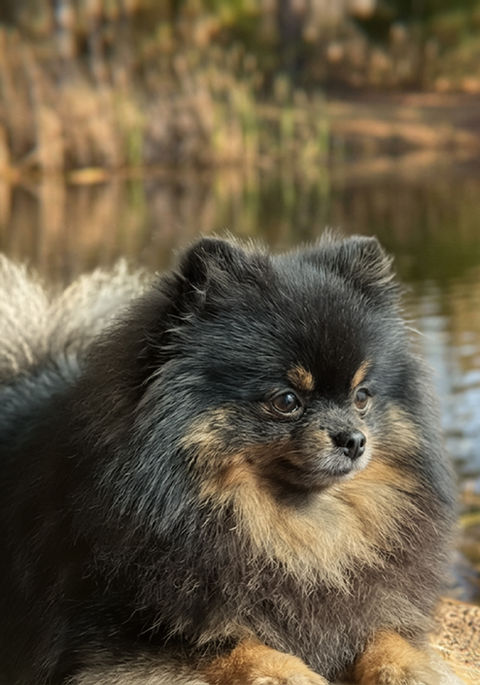 AKC blue and tan Pomeranian looking adorable while taking a break during a walk