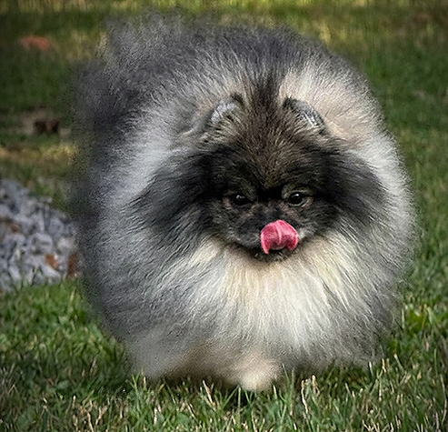 AKC Wolf Sable Pomeranian Playing in a grass spring field