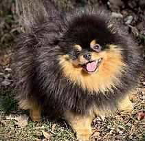 Black and Tan AKC Pomeranian with huge fluffy coat resembling a tumbleweed